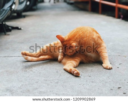 ginger cat is cleaning herself, she is lying on the concrete pedestrian floor on the way to the pier.