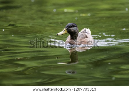 Eurasian pochard in a lake