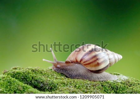 Snail, Giant African snail or giant African land snail (Lissachatina fulica) Selective focus, blurred natural green background with copy space. Royalty-Free Stock Photo #1209905071