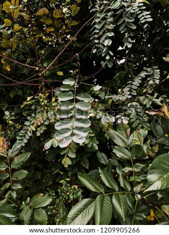 Wet leaves pattern. Foliage jungle background.