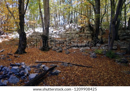 Bright scenic landscape of autumn forest. Green, yellow and red tree leaves view. South Coast of Crimea, Russia