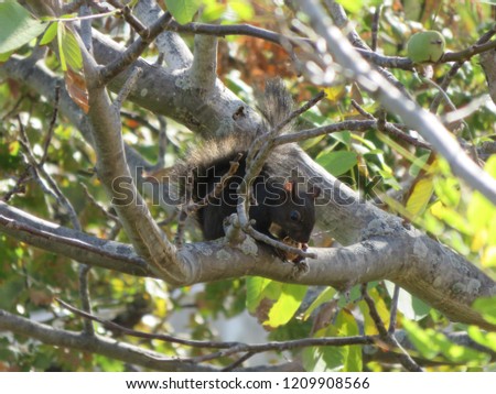 Among the fastest, most bush-tailed rodents and trees are its natural habitat here while hiding to eat / Common squirrel