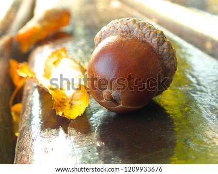 Picture is a acorn on a bench in the park.