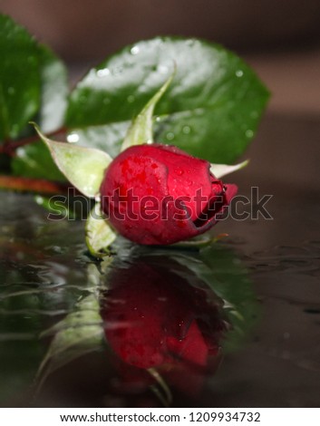 An artistically enhanced photograph of a red rose casting a reflection on a wet, glass surface. This photo was taken in Brisbane, Australia. 