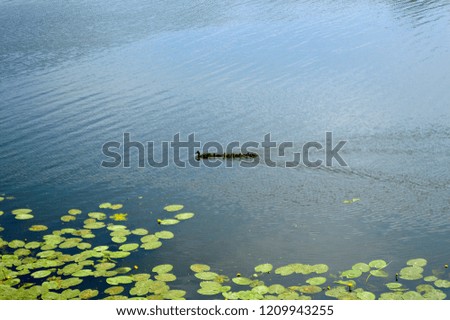 Ducks swim on a beautiful lake