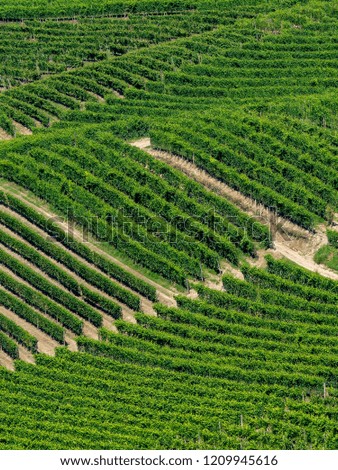 Vineyards in the Langhe near Barbaresco and Alba, Cuneo, Piedmont, Italy, in summer