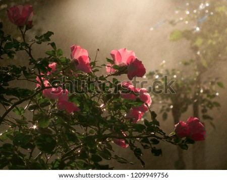 Summer morning. A rose bush, contre jour picture taken during watering.