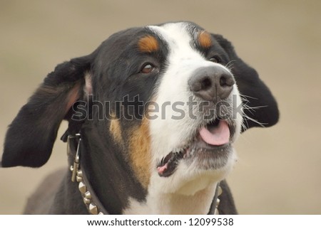 Bernese mountain dog (7 years) in front of