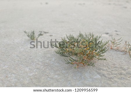 sandy shore of a dry salt lake, texture, plants