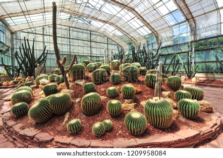 Cactus in the glasshouse at Queen Sirikit Botanic Garden, Chiang Mai, Thailand. Royalty-Free Stock Photo #1209958084