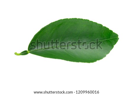 Citrus leaves isolated on a white background.