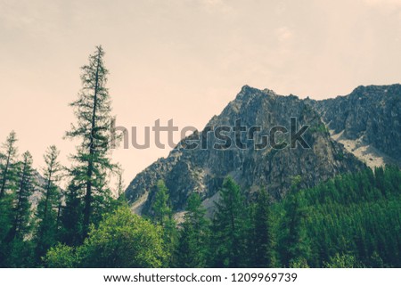 High pines against giant rocky mountain. Big rock. Coniferous trees close up. Conifer forest and rich vegetation of highlands. Glacier. Amazing atmospheric landscape of majestic nature of mountains.