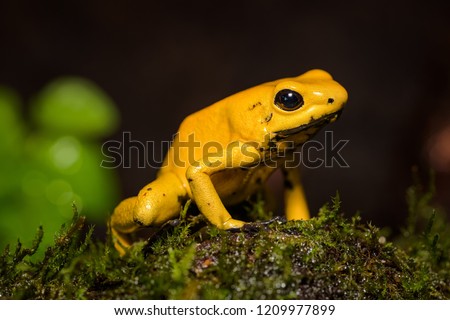 Closeup of a golden poison frog on a log Royalty-Free Stock Photo #1209977899