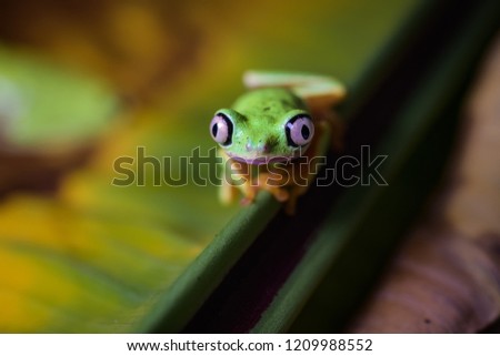 Lemur tree frog on a banana leaf