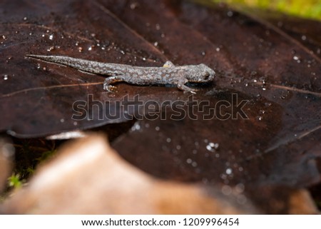 Great crested newt on a dead leaf