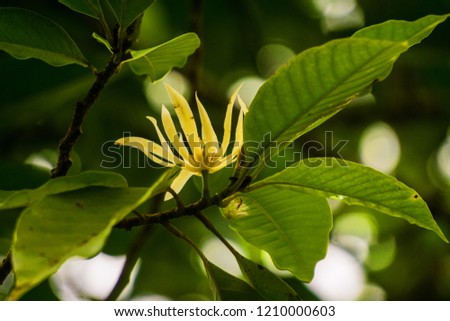 Magnolia is a large genus of about 210 flowering plant species in the subfamily Magnolioideae of the family Magnoliaceae , Magnolia champaca,
tsampaka, sampaka or sampaga
