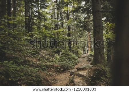 family couple walking in the woods. A man and a woman who are more than 30 years old climbing along the path in a mountain forest. Family tourism and travel.