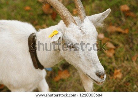 
White horned goat on a leash graze on an autumn sunny day