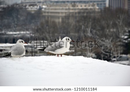 Portrait of two seagulls. They are perched at the top of a low wall, in a park in Paris. They usually live along the Seine. It snowed, their paws are in the snow. They seem to be cold.