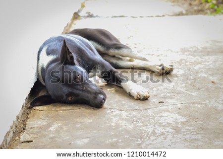 The female dog black and white ,Homeless dog,Stray dog,Vagrant dog in Thailand,Stray dog Relax on floor concrete look forward with sad eyes and looking for a house.