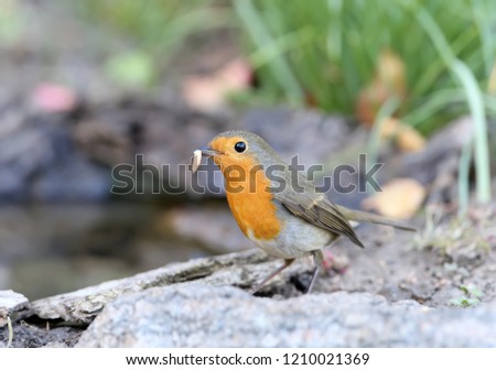 Extra close up portrait of an European robin (Erithacus rubecula) with a small worm in a beak stands on a ground on nice blurred background