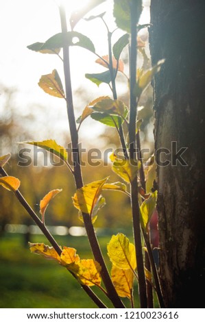 Yellow autumn leaves close-up in the sun on a branch
