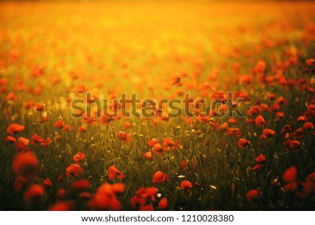 Beautiful field of red poppies in the sunset orange light. Russia, Crimea