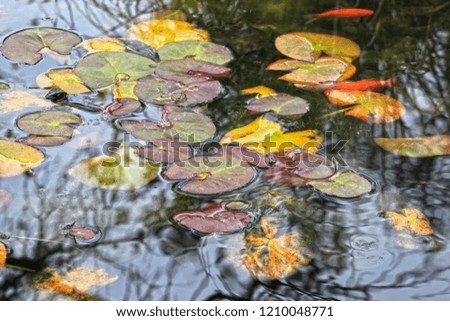 Autumn leaves and water lilies in a pond, reflections