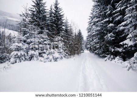 Trail among the snow-covered huge fir trees leading to the top. Winter evening in the mountains after a snowfall.