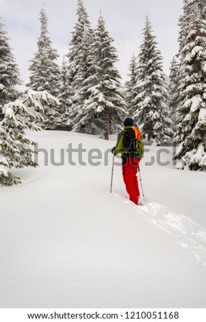 Adventurer is walking in snowshoes among huge pine trees covered with snow on the winter morning. Epic winter travel in the mountains. Back view.