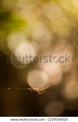 Spider climbing on the web with green natural bokeh background 
