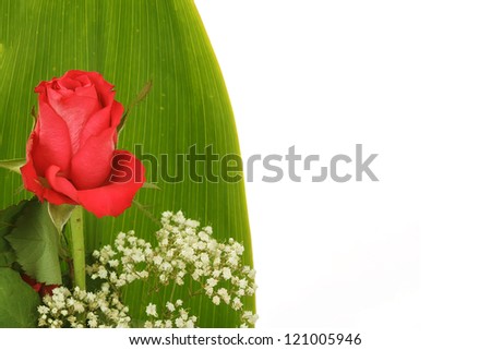 Bouquet of fresh red roses on white, with space for copy in the side