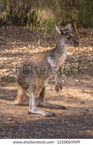 Portrait of a wild kangaroo from Perth