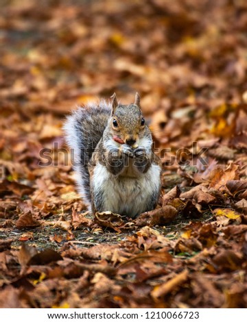 A grey Squirrel eating a nut stood in the brown autumn leaves 