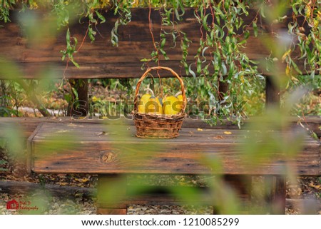 Colorful pumpkins in a basket on a wooden bench in a garden