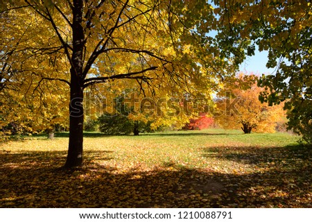 Amazing nature and fall concept in forest. Beautiful autumn landscape of yellow linden tree, carpet of fallen colorful leaves and sunny meadow background. Kolomenskoye park, Moscow.