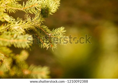Christmas Fir Tree. Close-Up of Pine Branches