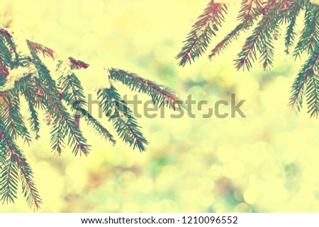 Blurred. forest in the frost. Winter landscape. Snow covered trees. 
