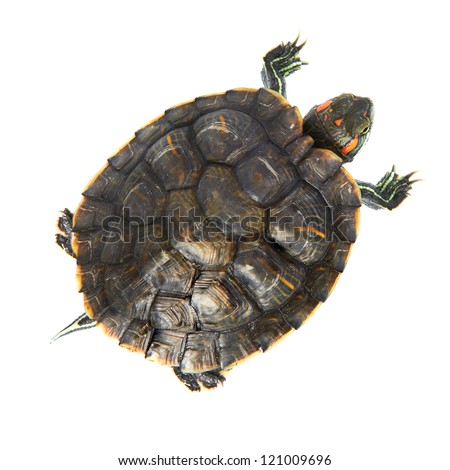 Red ear turtle isolated on white background