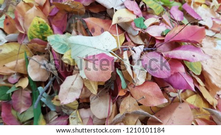 Pile of colorful fall leaves background. Natural autumn leaves in shades of red and pink palette. Colors of fall season. Autumnal foliage backdrop. Variegeted foliage texture