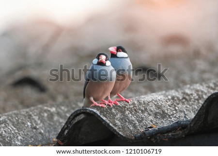 lovely bird , Pair of Java Sparrow 