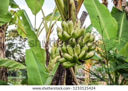 Close up of banana