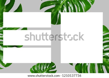 layout design  palm leaf background