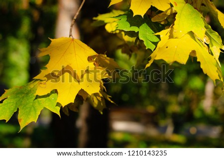 Forest trees. Nature autumn wood sunlight on yellow leaves. 
