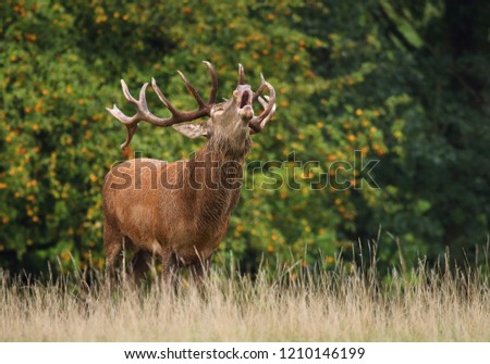 Red deer Cervus elaphus male Royalty-Free Stock Photo #1210146199