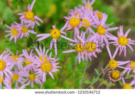 Beautiful background with pink flowers autumn chrysanthemums in the garden