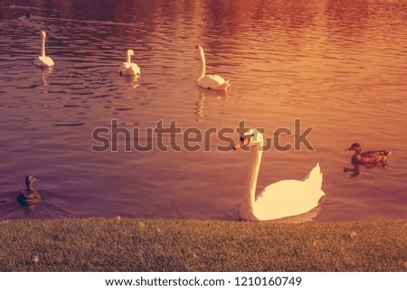 white swans and ducks swim near the shore, close-up