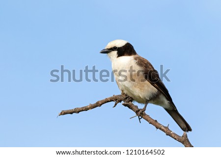 Northern White-crowned Shrike bird, also called White rumped shrike perching on branch at Serengeti National Park in Tanzania, East Africa (Eurocephalus ruppelli)
