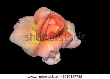 Colorful fine art still life bright floral macro portrait of a single isolated orange yellow pink rose blossom, black background,detailed texture,vintage painting style 