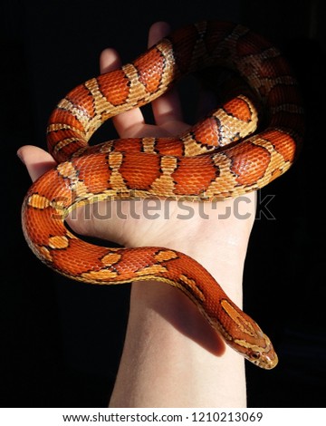 serpiente, snake. 